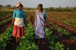 Evelyn and Rosina in a newly planted field 2015